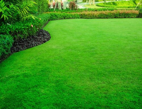 5 Tips To Keep Your Lawn Greener In The Summer