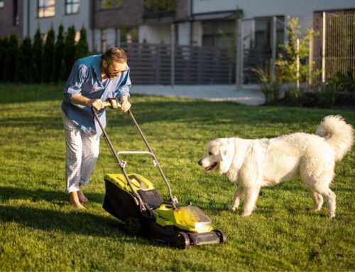 Pet-Safe Lawn Mowing Services