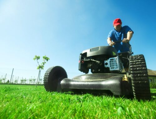 Lawn Services You Need Besides Mowing
