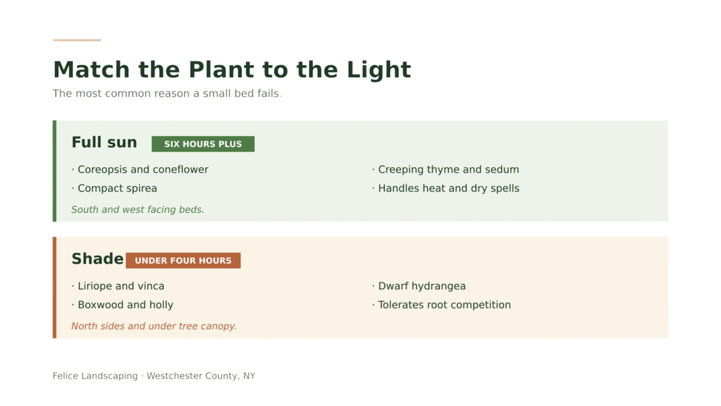 Match the plant to light