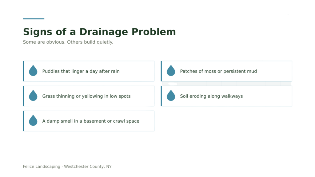 signs of yard drainage problems